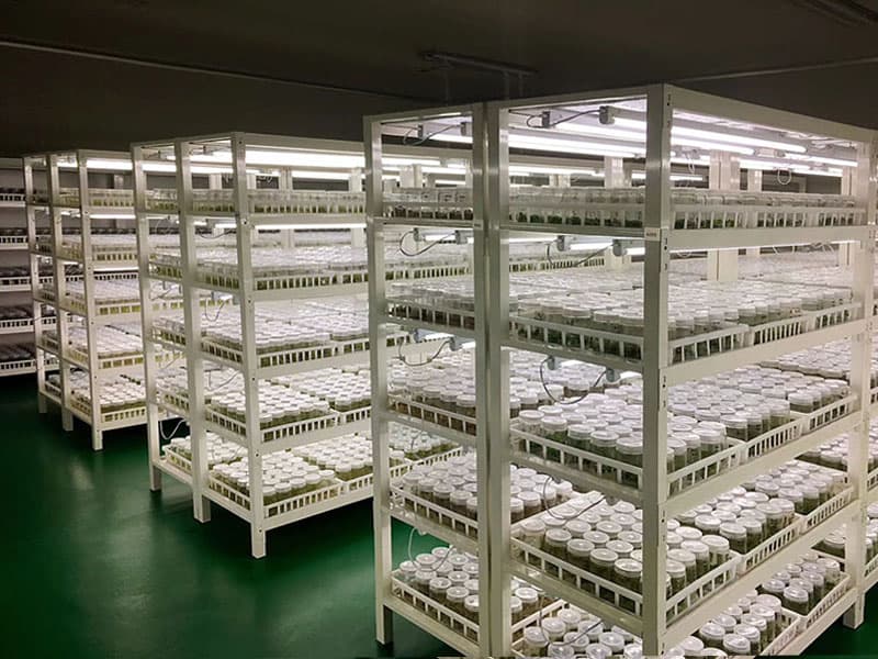 草莓视频在线免费  草莓视频在线免费架