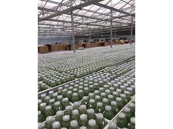 草莓视频在线免费設備