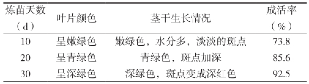 草莓视频在线免费室設計