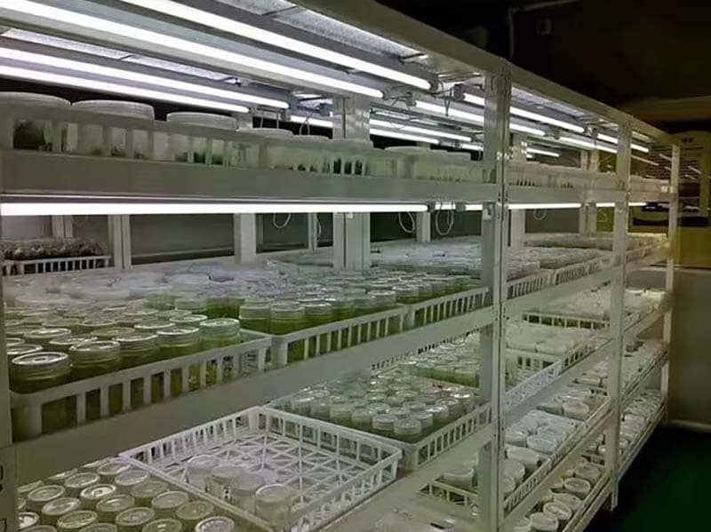 培養架、草莓视频在线免费架、光照培養架