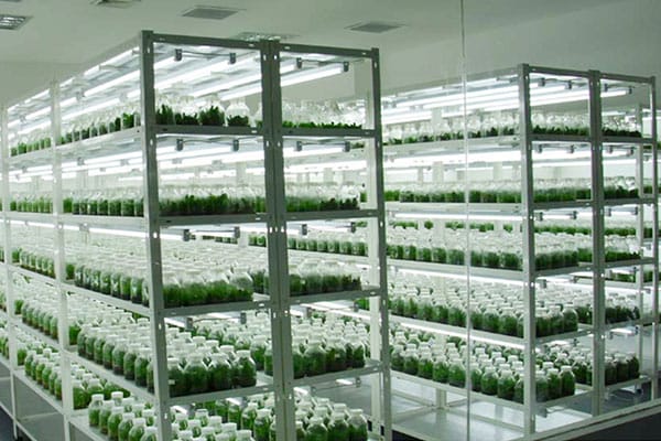草莓视频在线免费室淨化